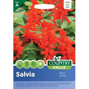 Mr.Fothergill's Country Value Salvia Blaze Of Fire