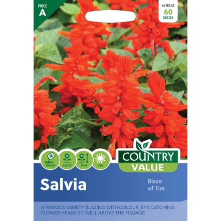 Mr.Fothergill's Country Value Salvia Blaze Of Fire