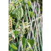 Ambassador Pea & Bean Garden Netting