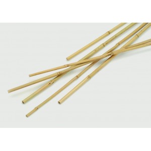 Apollo Natural Bamboo Canes 1.8m