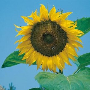 Mr.Fothergill's Country Value Sunflower Giant Single Seed