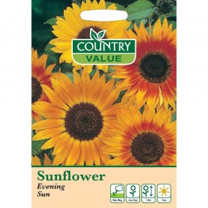Mr.Fothergill's Country Value Sunflower Evening Sun