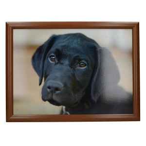 KitchenCraft Creative Tops Lap Tray Labrador